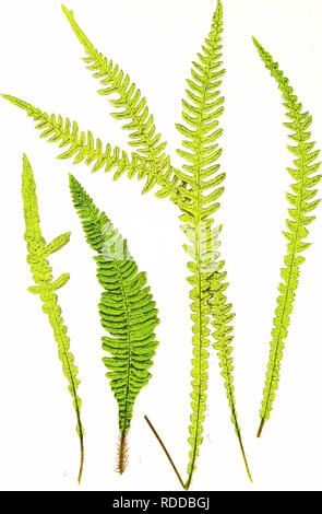 . Une histoire naturelle de nouveau et rare : fougères contenant des espèces et variétés, dont aucun n'est inclus dans aucun des huit volumes de "Fougères, britanniques et exotiques", parmi lesquels le nouveau hymenophyllums Trichomanes et . Fougères. J.-LO MARIA H ETtROP H YLLU i.'i, C.-l, CONTRACTU'etc, XX B -L, JE M BR CISA M, N-L. CONTRACTU M-R U AMOS 1.1.. Veuillez noter que ces images sont extraites de la page numérisée des images qui peuvent avoir été retouchées numériquement pour plus de lisibilité - coloration et l'aspect de ces illustrations ne peut pas parfaitement ressembler à l'œuvre originale.. Lowe, E. J. (Edward Josep Banque D'Images