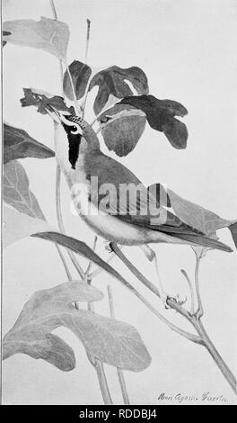 . Les oiseaux de l'Arkansas. Les oiseaux. Bui. 38, Commission biologique, U.S. Dept. of Agriculture. VII. la plaque. Un résident d'été Insect-Eater. Paruline du Kentucky.. Veuillez noter que ces images sont extraites de la page numérisée des images qui peuvent avoir été retouchées numériquement pour plus de lisibilité - coloration et l'aspect de ces illustrations ne peut pas parfaitement ressembler à l'œuvre originale.. Howell, Arthur Holmes, 1872-1940 ; Fuertes, Louis Agassiz, 1874-1927. Washington, gouvernement. L'impression. L'arrêt. Banque D'Images