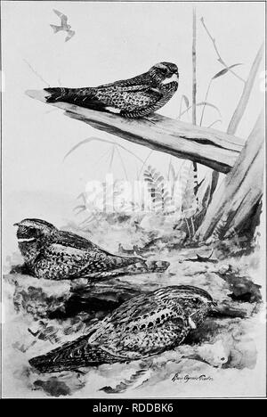 . Les oiseaux de l'Arkansas. Les oiseaux. Bui. 38, Commission biologique, U.S. Dept. ot l'Agriculture. C. la plaque. Les engoulevents d'Arkansas. Nighthawk, et Chuck-Wills.Whippoorwill-Veuve.. Veuillez noter que ces images sont extraites de la page numérisée des images qui peuvent avoir été retouchées numériquement pour plus de lisibilité - coloration et l'aspect de ces illustrations ne peut pas parfaitement ressembler à l'œuvre originale.. Howell, Arthur Holmes, 1872-1940 ; Fuertes, Louis Agassiz, 1874-1927. Washington, gouvernement. L'impression. L'arrêt. Banque D'Images