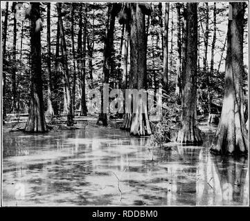 . Les oiseaux de l'Arkansas. Les oiseaux. Bui. 38, Commission biologique, U.S. Dept. of Agriculture. IV. la plaque. Fig. 1.-Cypress Swamp, Walker Lake, Arkansas. Site d'un grand. Hérons. Veuillez noter que ces images sont extraites de la page numérisée des images qui peuvent avoir été retouchées numériquement pour plus de lisibilité - coloration et l'aspect de ces illustrations ne peut pas parfaitement ressembler à l'œuvre originale.. Howell, Arthur Holmes, 1872-1940 ; Fuertes, Louis Agassiz, 1874-1927. Washington, gouvernement. L'impression. L'arrêt. Banque D'Images