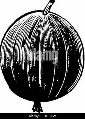 . Guide pour hardy fruitières et ornementales . La culture de fruits. DWYER'S GUIDE.. Des variétés américaines de groseilles. Downing.-très populaire, grand, vert pâle, de bonne qualité ; bush et vigoureuse, rustique, prolifique. L'une des meilleures variétés jamais présenté. Valu pour marché et la table d'accueil. Houghton.-Une américaine de taille moyenne va- riety, les fruits doux, rouge, tendre et très bonne ; les ours et abondantes récoltes régulières. Exempt de moisissure et sûr de garder une récolte même sous neg- lect. Bon seulement pour l'usage à la maison comme il est trop petit pour le marché. Josselyn.- (veste rouge.) Les plantes sont fortes, propres producteurs. Un Américain voir Banque D'Images