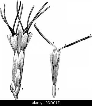 . La pollinisation des fleurs de manuel : d'après Hermann Mu ?ller 'le travail de la fécondation des fleurs par les insectes" . La fertilisation des plantes. COMPOSITAE 571 (a) Tribu Eupatoroideae moins. Style des fleurons hermaphrodites cylindrique et deux branches. Branches du style ^-terete ou quelque peu claviformes, pubescents au-dessus. 412. Eupatorium L. fleurs protandres, mais peu dans chacun des chefs, qui sont disposées en corymbes terminales denses. Les branches du style sont aussi longtemps que la Corolla-tube, et en proie à leur plus bas quatrième avec une rangée de papilles stigmatiques de chaque côté ; au-dessus de cette zone densément revêtus de sweepin Banque D'Images
