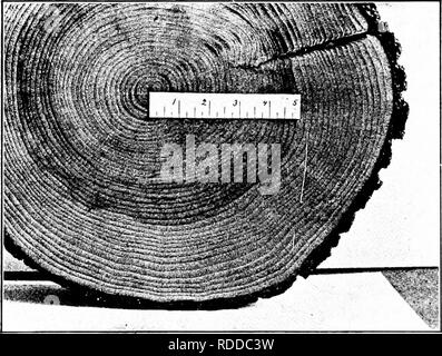 . Principes de la foresterie américaine . Les forêts et la foresterie. 164 PRINCIPES DE LA FORESTERIE AMÉRICAINE. Le bénéfice d'un placement dans un fonds qui est rempli de très petites plantules de conifères est beaucoup trop petit et trop éloigné pour prouver une attraction à l'- vestors à l'heure actuelle, même si le danger de feu entièrement éliminées. Mais il y a beaucoup de terres qui est maintenant dotée d'une bonne croissance des jeunes de pin taille juste qui pourrait être acheté et géré à un bon profit. Fig. .59.-cross-section de pin blanc cultivé ouvert. si le danger de Jire pourrait être grandement réduit. Cette terre dans de nombreux ca Banque D'Images