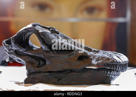 Glasgow, Ecosse, Royaume-Uni. 18 janvier 2019. Le Musée d'Histoire Naturelle la célèbre diplodocus est arrivé à Kelvingrove Art Gallery and Museum, Glasgow où une équipe de spécialistes de la décompression du délicatement 292 structure des os et a commencé à réunir les 21,3 mètres de long, le diplodocus ensemble. Le squelette est partie d'un 'Dtiko en tournée, l'histoire naturelle de l'exposition l'aventure ouverture au public le 22 janvier Crédit : Findlay/Alamy Live News Banque D'Images