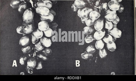 . Effets des atmosphères d'ozone sur la détérioration des fruits et légumes après la récolte. Effet de l'ozone sur les plantes ; Stockage de fruits ; légumes de stockage. MARKETING RESEARCH REPORT N° 801, MINISTÈRE DE L'agriculture des États-Unis. BN-2947 ? Figure 4.-L'influence de l'ozone sur le développement de moisissure grise des raisins sans pépins Thompson : un raisin, tenue à l'air pendant 6 jours à 60° F., montrant la croissance et la sporulation de Botrytis cinerea particulièrement abondantes à la fin de la tige ; B, les raisins qui a eu lieu dans les mêmes conditions qu'un mais avec 0,5 p.p.m. ajouté d'ozone, ont la même quantité de pourriture mais ont un meilleur aspect à cause de suppr Banque D'Images