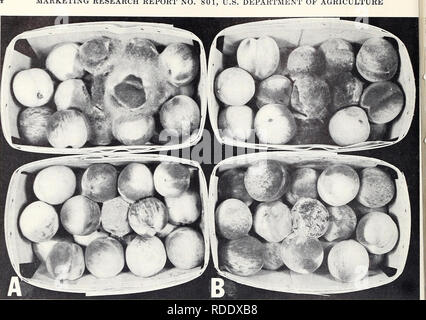 . Effets des atmosphères d'ozone sur la détérioration des fruits et légumes après la récolte. Effet de l'ozone sur les plantes ; Stockage de fruits ; légumes de stockage. MARKETING RESEARCH REPORT N° 801, MINISTÈRE DE L'agriculture des États-Unis. BN-29472 Figure 1.-L'influence de l'ozone sur le développement des nids de Rhizopus stolonifer (rangée du haut) et Monilinia fructi- cola (rangée du bas) dans les pêches : les pêches, une tenue dans l'air pendant 7 jours à 60° F. montrant l'abondance des mycéliums de R. stolonifer répand dans les pêches et montrant les masses de spores poudreuses de M. fructicola ; B, des pêches qui a eu lieu dans les mêmes conditions qu'un mais avec 0,5 Banque D'Images