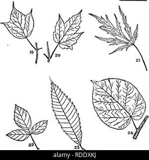 . Arbres, arbustes et vignes du nord-est des États-Unis : leur paysage caractéristique dispose d'une description complète pour l'identification par le non-lecteur de botanique ; ainsi qu'un compte rendu des principales affaires hardy (arbres, arbustes et vignes cultivées dans notre pays, et que l'on trouve dans Central Park, New York City . Arbres, arbustes ; les parcs nationaux. Tôles IV. Veuillez noter que ces images sont extraites de la page numérisée des images qui peuvent avoir été retouchées numériquement pour plus de lisibilité - coloration et l'aspect de ces illustrations ne peut pas parfaitement ressembler à l'œuvre originale.. Parkhurst, Howard Elmore, 1848