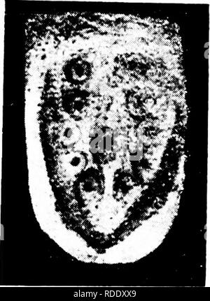 . L'appareil de l'mammaires mammalia : à la lumière de l'ontogenèse et phylogenèse . Mammifères ; glandes mammaires. Le développement EN DIDELPHY8 73 paires caudales de mamelon primordiums foliaires sont clairement visibles. Le primordium centrale ronde et la quatrième paire, cependant, ils ne font que commencer à se développer. De toute évidence, ces primordiums appartiennent à la série de quatre rangs l'arrangement que nous avons déjà reconnu. Je le ferais. Fig. 27.-l'abdomen des jeunes, Didelphys (Bresslau.) Micro-photographie, 12 diamètres. surtout souligner que ces invaginations en forme d'anneau sont à considérer comme des formations individuelles, Banque D'Images