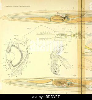 . L'anatomie de l'calmar Loligo, pealii, Lesueur. Calmars ; mollusques. L.W. Williams , Aiiatomij Oonunvn Sqnld du.. AluXqt. del.. Veuillez noter que ces images sont extraites de la page numérisée des images qui peuvent avoir été retouchées numériquement pour plus de lisibilité - coloration et l'aspect de ces illustrations ne peut pas parfaitement ressembler à l'œuvre originale.. Williams, Leonard Worcester, 1875-1912 ; le Musée Américain d'Histoire Naturelle. Leiden, Hollande, Bibliothèque et bureau d'impression à la fin de E. J. Brill Banque D'Images