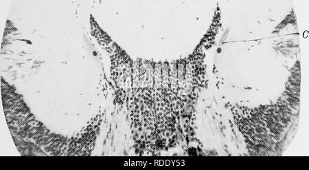 . L'anatomie de l'calmar Loligo, pealii, Lesueur. Calmars ; mollusques. . Veuillez noter que ces images sont extraites de la page numérisée des images qui peuvent avoir été retouchées numériquement pour plus de lisibilité - coloration et l'aspect de ces illustrations ne peut pas parfaitement ressembler à l'œuvre originale.. Williams, Leonard Worcester, 1875-1912 ; le Musée Américain d'Histoire Naturelle. Leiden, Hollande, Bibliothèque et bureau d'impression à la fin de E. J. Brill Banque D'Images