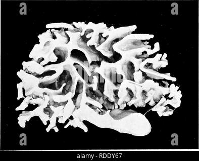 . L'anatomie de l'calmar Loligo, pealii, Lesueur. Calmars ; mollusques. Fig. 14. Modèle de la lumière d'une partie de la vésicule séminale. Une surface extérieure avec extrémité ventrale haut. B surface dorsale.. Veuillez noter que ces images sont extraites de la page numérisée des images qui peuvent avoir été retouchées numériquement pour plus de lisibilité - coloration et l'aspect de ces illustrations ne peut pas parfaitement ressembler à l'œuvre originale.. Williams, Leonard Worcester, 1875-1912 ; le Musée Américain d'Histoire Naturelle. Leiden, Hollande, Bibliothèque et bureau d'impression à la fin de E. J. Brill Banque D'Images