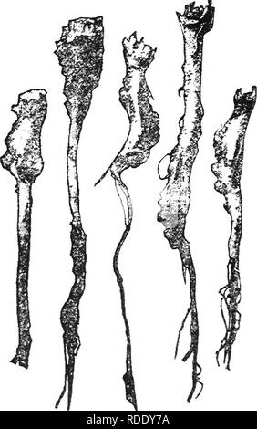 . Chou, Chou-fleur et des légumes : de la graine à la récolte . Jardinage légumes Chou-fleur ; ;. ii6 FUNGOUS MALADIES. peut être afifected. Dans la Fig. 23 est montré un groupe semblable de la racines malades de la couverture de la moutarde. Ici les galles sont plus proches et hémisphérique peut être. Fig. 23-Club racine de couvrir la moutarde. attendre en tout lieu sur les racines. Ces mauvaises herbes portant le club de racine ont été trouvés dans les environs ot les champs infestés de choux et de navets, et de l'aide. Veuillez noter que ces images sont extraites de la page numérisée des images qui peuvent avoir été retouchées numériquement pour plus de lisibilité - Banque D'Images