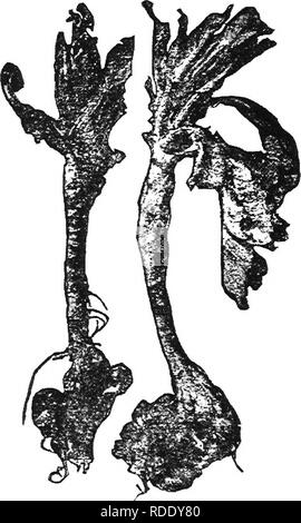 . Chou, Chou-fleur et des légumes : de la graine à la récolte . Jardinage légumes Chou-fleur ; ;. FUNGOUS 114 maladies. Brassicae, Wor.) infeste le stock cultivé, et de thlaspi, mais dans ce pays à l'absence alarmante. À cet égard, il est toutefois intéressant à ajouter. Fig. 21-Qub racine de chou-fleur, deux genres de mauvaises herbes sur les espèces dont les galles de acrasiales ont récemment été trouvés en abondance, à savoir, la capselle et haie mus- tard. Fig. 22 montre un groupe d'origines. Veuillez noter que ces images sont extraites des images de la page numérisée Banque D'Images