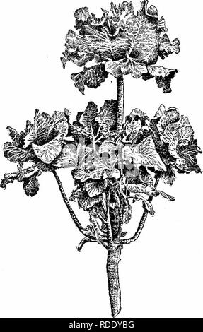 . Chou, Chou-fleur et des légumes : de la graine à la récolte . Jardinage légumes Chou-fleur ; ;. Fig. II-ramifiée Collani. Veuillez noter que ces images sont extraites de la page numérisée des images qui peuvent avoir été retouchées numériquement pour plus de lisibilité - coloration et l'aspect de ces illustrations ne peut pas parfaitement ressembler à l'œuvre originale.. Allen, Charles Linné, 1828-1909. New York : Orange Judd Company Banque D'Images