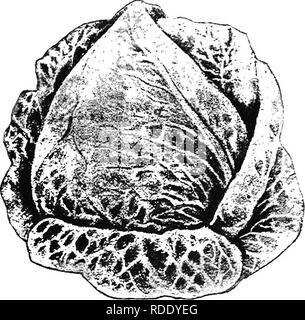 . Chou, Chou-fleur et des légumes : de la graine à la récolte . Jardinage légumes Chou-fleur ; ;. Le chou. 55 ni l'un redevable à la variation lorsque les conditions de sol sont antipathiques. Nous disons que les conditions de sol, parce que nous ne pouvons pas attribuer les changements marqués nous avons remarqué dans le type, lorsqu'elles sont cultivées en étroite prox- imity, pour toute autre cause. Nous avons trouvé dans un rayon d'un quart de mille d'un point donné sur Long Island, qu'à partir de la même souche, et en vertu de la même culture, il y a une différence marquée dans la. Fig. 2-Charleston Wakefield. type, dans presque tous les respe Banque D'Images