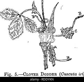 . Les maladies des cultures et leurs remèdes : un manuel de biologie économique pour les agriculteurs et les étudiants. Les maladies des plantes. CBOPS de légumineuses. 21 Le twining tige de cuscute est d'un yellowisti la couleur, contenant (au printemps et en été) grappes d'pLnkish, fleurs en forme d'entonnoir, et est fourni avec des drageons (Mg. 5 B) qui sont utilisés pour l'extraction de nourriture de l'hôte sur lequel elle vit. Les graines de cuscute d'avoir une surface rugueuse, et sont plus petits que ceux de l'usine de trèfle. Les graines de trèfle et de la cuscute sont de couleur marron, mais les premiers ont une surface lisse.. Cloyee Gxiscu (cuscute Banque D'Images