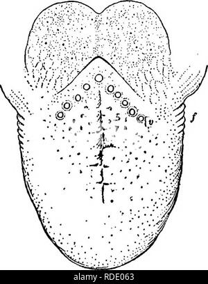 . L'odorat, le goût, et des sens chez les vertébrés . Sens et de sensation ; vertébrés. 112 l'odorat, le goût, les sens, les types de papilles fongiformes, foliée, et vallate, très généralement les papilles (Fig. 25). Les papilles fongiformes sont relativement gros bouton-comme l'altitude éparpillés sur le dos de la langue. Ils peuvent être facilement vus à l'œil nu et peuvent être facilement localisés et identifiés. Ils portent généralement un peu les papilles Embed- ded dans l'épithélium de leur libre extra-sur- faces. Dans les sections des couronnes de ces papilles parallèle à la surface de la langue trois Banque D'Images