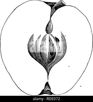 . American pomologie : pommes . Les pommes. ÂOBLONG APFIiBS Catégorie IV.. U, U, I. 687. Fig. 2S6.âOENESEE chef. Btem'bois.. Un semis d'Indiana. Mis en demeure par Lewis Jones, du comté de Wayne, qui a fréquemment exposé le fruit, et distribué des greffes de cet excellent apple, â qui peut compenser l'échec de son parent, le réputé Ortley. Fmit grandes, oblongues, ovales ou coniques, souvent striées ou angulaire ; surface lisse, jaune pâle, rarement rougit ; Points dispersés, sombre. Shallbw du bassin, souvent abrupt, plié ou tressées ; yeux Petit, fermé.. Veuillez noter que ces images sont extraites de s Banque D'Images