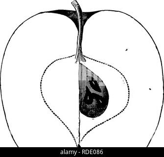 . American pomologie : pommes . Les pommes. La classe IV. OBLONe POMMES.-I. H. II. L'SpitzenLbergr Kalghm 681.-[Coze.] De Gloucester County, New Jersey. Propagation de l'arbre, très- pi-oductive pousses ; mince. Fruit gros, beau, oblong, légèrement conique, tronqué, régulier ; surface lisse, jaune, rayé crimson ; points minute. Profondeur du bassin, abrupt, plié ou régulier ; yeux moyennement, fermé ; Segments réfléchies. Profondeur de la cavité, aigu, régulière, brown ; tige longue, fine, rouge. Grand cœur, piriformes, régulier, adhérents, généralement ouverts ; graines nombreuses, dodus, angulaire, yeUotv^ ; Chair,. fig. 283-KAIOHN SFITZZNBEBa LA. Banque D'Images