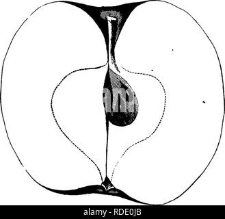 . American pomologie : pommes . Les pommes. 614 DESCRIPTIONS DE POMMES. Smith's. Smith's cider. Origine Comté de Bucks, Pennsylvanie, où il continue encore une variété préférée. Sa culture a été largement étendu à l'ouest, donnant beaucoup de satisfaction comme un marché des fruits, à des fins culinaires, mais ne peut pas être recom- mandé pour la table. Arbre vigoureux, productif, Hardy, un des premiers membres, au porteur ; dispersion pousses plutôt svelte, lumière d'olive ; Foli- grand âge, vert clair. Fruit moyen à gros, rond, aplati à vaiying de forme allongée et régulière pour la plupart, parfois lop-verso ; Surface. Fig. 33a-SMITH'S. s Banque D'Images