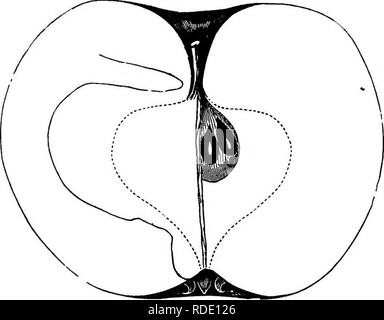 . American pomologie : pommes . Les pommes. Des DESCRIPTIONS DES POMMES. AKRADQED ACCOBDING ALPHABETIOALLT À LEUR CLASSIFICATION, EN VERTU DE CHAQUE DIVISION. Pommes de classe I-télévision. L'ORDRE-RÉGULIER DANS LA FORME. SECTION 1.-sucré. Sous-section 1.-de même couleur, PAS STEIPBD. S-gt;Camack vect. Ce nouveau genre est dit originaire de Caroline du Nord ou de la Géorgie. Les arbres cultivés dans les. Kg. 51.-CAMACK DOUX. Les États du Nord sont encore trop jeunes pour nous de juger de leurs caractéristiques, mais ils semblent en bonne santé et vigueur- uo. 381. Veuillez noter que ces images sont extraites des images de la page numérisée th Banque D'Images