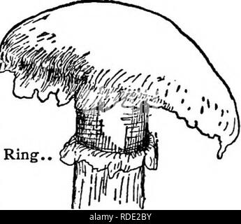 . Le livre de champignons. Un guide populaire pour l'identification et l'étude de nos champignons roturier, avec un accent particulier sur la variétés comestibles. Les champignons, Côté Cuisine (champignons) ; cbk. . Veuillez noter que ces images sont extraites de la page numérisée des images qui peuvent avoir été retouchées numériquement pour plus de lisibilité - coloration et l'aspect de ces illustrations ne peut pas parfaitement ressembler à l'œuvre originale.. Marshall, Nina L. (Nina Lovering). New York, Doubleday, Page &AMP ; Co. Banque D'Images