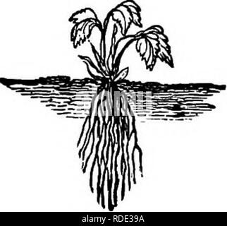 . L'American Fruit Culturist, contenant des orientations pour la propagation et la culture de l'ensemble des fruits adaptés aux États-Unis. La culture de fruits. La fraise. ^597 petites centrales, doivent se couper, les racines humides et soigneusement distribués une fois défini, comme décrit ci-dessus. La terre doit être bien établi sur les à l'eau, de la terre et moelleux ensuite tiré sur la surface. Une fine couche de fumier, de 2 ou 3 cm d'épaisseur, est ensuite réparti sur le sol pour conserver l'humidité. C'est seulement en cas de sécheresse grave. Veuillez noter que ces images sont extraites des images de la page numérisée t Banque D'Images
