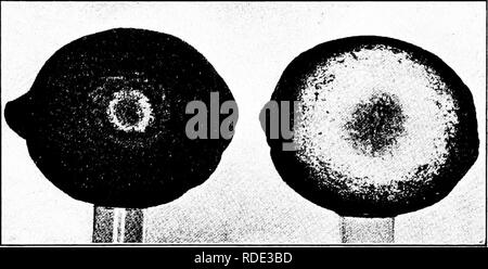 . Les maladies des plantes d'importance économique . Les maladies des plantes. Les FRUITS TROPICAUX 187 à 1 250 000 $ par année. Soigneuses d'G. H. Powell et ses collaborateurs ont montré que le problème principal résulte de la manipulation du fruit de manière à blesser, et fournissent ainsi un point d'entrer au champignon. Sans aucun dommage mécanique de moisissure bleue peut se produire. Par conséquent, la seule méthode de contrôle qui est nécessaire. Fig. 80. - - Deux formes de moule bleue : à gauche, Penicillium italicum ; à droite, P.- tum Digita. Après R. E. Smith. est une manipulation minutieuse les fruits pour éviter les meurtrissures ou en perçant les t Banque D'Images