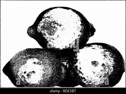 . Les maladies des plantes d'importance économique . Les maladies des plantes. Les FRUITS TROPICAUX 185 La pourriture brune se trouve dans son état le plus pur sur les fruits dans le verger, en particulier les fruits sur le sol ou basse sur l'arbre. Il est plus répandu en conditions humides ou sur les bas du terrain après l'irrigation. Le champignon est. Fig. 79. - Pourriture brune des citrons, montrant la croissance du champignon blanc. Après H. E. Smith. visible à l'œil dans l'emballage interne, comme d'une masse de filaments blancs. Il se transmet par contact seul. L'infection du verger peut être contrôlé par l'utilisation d'un paillis épais sous les arbres, de la paille ou d'une culture de couverture lourde Banque D'Images