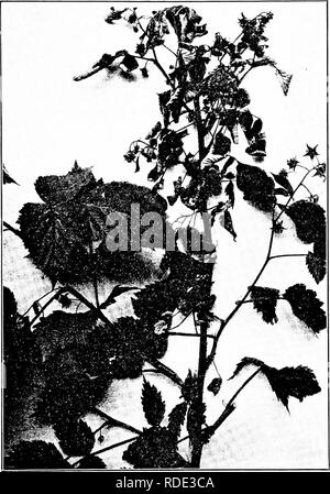 . Les maladies des plantes d'importance économique . Les maladies des plantes. Fig. 76. Framboise - cune bactérien. Après Stewart et Eustace.. Veuillez noter que ces images sont extraites de la page numérisée des images qui peuvent avoir été retouchées numériquement pour plus de lisibilité - coloration et l'aspect de ces illustrations ne peut pas parfaitement ressembler à l'œuvre originale.. Stevens, Frank Lincoln, 1871-1934 ; Hall, John Galentine, 1870-. New York : Macmillan Banque D'Images