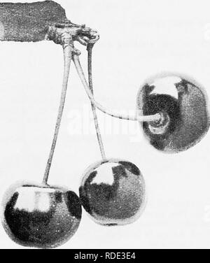 . Les fruits de l'Ontario. La culture de fruits. 1905 FRUITS DE L'ONTARIO. 97 ROCK PORT. B) l'origine d'un Bigarreau M. Kirkland, de Cleveland, Ohio. Sa saison de maturation est sur le jeu en tant que gouverneur du bois, mais c'est un porteur de fruits, à peu près la même taille et moins hautement colorée. Il serait profitable si elle n'était pas tellement soumis à la pourriture, mais presque chaque année, nous avons perdu une grande partie de la récolte de cette varieiy Alaplehurst à .de cette cause. Comme l'autre Bigarreaus, c'est trop ferme une cerise d'être un favori avec les oiseaux. Arbre : debout, propagation ; assez vigoureux ; très productifs. Fruits : Banque D'Images