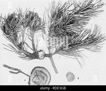 . Minnesota maladies des plantes. Les maladies des plantes. Minnesota 276 Maladies des Plantes. sont ensuite découverts par la séparation d'échelles de l'écorce. Le pin gris dans le Minnesota est généralement très afifected et les pins blancs et rouges sont également même si ce n'est pas si fréquemment attaqués. Pins écossais dans les pépinières et les forêts expérimentales sont parfois très gravement touchés.. Fig. 136.-Pine knot (une espèce de I'eridermium), le pin sylvestre. 1. La direction générale sur la gauche est vu avec un nœud de bonne taille qui est couverte de l'endroit bien ciusted-tasse les spores. Les rameaux de cette branche sont perçus comme étant plus épais que la norma Banque D'Images