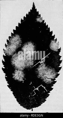 L'oïdium, une maladie commune sur Euonymus, causée par le champignon ...