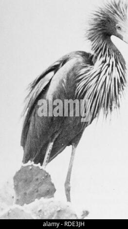 . Où trouver les oiseaux et profiter de l'histoire naturelle de Floride. Les oiseaux. • SAMUEL A. Grimes l'Aigrette rouge est l'un des plus amusants des hérons à regarder. Bien que de nombreux visiteurs HOMESTEAD rapidement la tête pour le parc national des Everglades pour profiter de la vie des plantes et d'oiseaux de la sous-tropicales, il y a de nombreuses routes de campagne à propos de Homestead et à proximité des villes comme Naranja où intéressant d'espèces d'oiseaux peuvent être trouvés dans la saison appropriée. Les oiseaux résidents communs de la région : oiseaux moqueurs-, les Cardinaux, masse et la Tourterelle triste, pré- alouettes, cailles, Screech et la Chouette rayée. Anis à bec lisse ont inc Banque D'Images