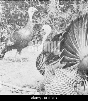 . Où trouver les oiseaux et profiter de l'histoire naturelle de Floride. Les oiseaux. SAMUEL A. OKIMES La Paruline à gorge jaune se reproduit dans le centre et le nord de la Floride et est un visiteur hivernal commun sur les Florida Keys. En hiver les oiseaux aquatiques migrateurs sont communs. Et les passereaux migrateurs tels que le Cardinal, Bluejay, viréos, moucherolles, Tohi tacheté, merles, Mockingbird, Cat- oiseau, la grive, le Moqueur roux, les fauvettes, les troglodytes, les craquements, les corneilles et les moineaux sont parfois vu dans les bois. Terrain Colombes sont abondants, les Tourterelles tristes ne sont parfois présentes. Hawks sont rarement vu mais doivent être surveillées pour Banque D'Images