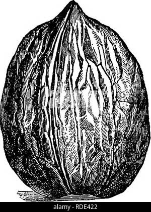 . L'American Fruit Culturist, contenant des orientations pour la propagation et la culture de l'ensemble des fruits adaptés aux États-Unis. La culture de fruits. FIG. 6i7.-PrKparturietis. FIG. 618.-St. Jean.. Veuillez noter que ces images sont extraites de la page numérisée des images qui peuvent avoir été retouchées numériquement pour plus de lisibilité - coloration et l'aspect de ces illustrations ne peut pas parfaitement ressembler à l'œuvre originale.. Thomas, J. J. (John Jacob) ; bois, William H. S. New York, Orange Judd Banque D'Images