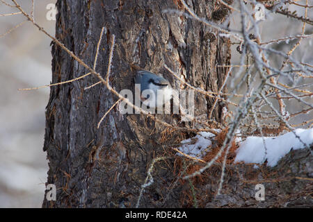 Sittelle à tête blanche (bois) siège (blocage) sur un tronc de mélèze dans un parc forestier sur la première journée de l'hiver. Banque D'Images