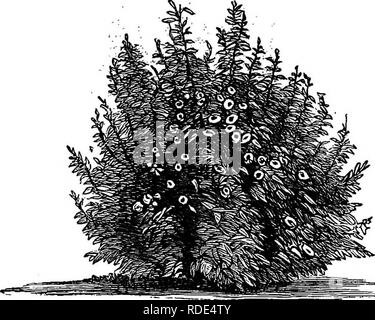 . Populaires de feuillus et de conifères et d'arbustes, à la plantation dans les parcs, jardins, cimetières, etc., etc.. Arbres arbustes conifères ; ;. Pelouse 112 et de l'ombre. TEEES belle. Il combine la plantation en harmonie avec la boule de neige, laburnum, Thorn, et d'autres, mais sa meilleure position est juste contre ou être mélangée à la périphérie d'un groupe de pins d'Autriche ou la Norvège. Il n'y sa profusion de fleurs de couleur rouge vif, au début d'avril et avant que les feuilles ont grandi, tout le long de la charge sur ses branches, et souvent même sur la tige principale, sont mis en évidence si finement contre le vert des pins, qu'il b Banque D'Images