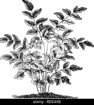 . Le livre de choix de fougères : pour le jardin, véranda, et cuisinière : décrire et donner des orientations culturelles explicites pour le meilleur et le plus frappant de fougères et selaginellas en culture. Illustrés par des plaques de couleur et de nombreuses gravures sur bois, préparés spécialement pour ce travail . Fougères ; Fougères. 62 LE LIVRE DE CHOIX FOUGÈRES. branches de genièvre. à 12in. de long ; ils sont de forme oblongue et bi- ou tripinnate (deux ou trois fois divisé à la nervure principale), leurs dépliants variant de simplement pennées à copieusement bipennées. Le leafits, d'un soft, papyracée texture et couleur vert-jaunâtre, est-shap Banque D'Images
