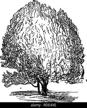 . Populaires de feuillus et de conifères et d'arbustes, à la plantation dans les parcs, jardins, cimetières, etc., etc.. Arbres arbustes conifères ; ;. Pelouse 108 et de l'ombre. TEEES parfumé chez certaines variétés, mais pas proéminents dans la beauté et l'attrait. Le FLOWEEUfG Plttm-Prunus.-Sous le nom de oi prunus. trildbata un nouvel arbuste nain a été récemment introduit qui promet une grande beauté, de son incidence une profusion de délicates fleurs semi-doubles rose d'environ un pouce de diamètre sur sa propagation très longs et minces branches. Il est pourtant rare, mais sera sans doute bientôt une place dans chaque jardin, où il Banque D'Images