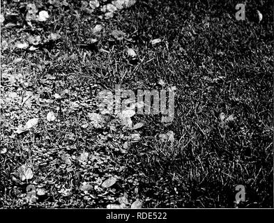 . Pelouses, et comment les faire : avec la tenue convenable de putting greens . Les pelouses. Que se passe-t-il si les pissenlits ne sont pas coupé ! Les fleurs jaune vif sont très jolies, mais ils vont développer des graines. Le résultat de la négligence. Notez comment les plantains ont pris possession de la partie qui n'a pas été resemés. Chasser les mauvaises herbes en croissance du gazon ! Les COURS AVEC LES MAUVAISES HERBES. Veuillez noter que ces images sont extraites de la page numérisée des images qui peuvent avoir été retouchées numériquement pour plus de lisibilité - coloration et l'aspect de ces illustrations ne peut pas parfaitement ressembler à l'œuvre originale.. Barron, Leo Banque D'Images