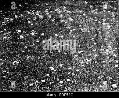 . Pelouses, et comment les faire : avec la tenue convenable de putting greens . Les pelouses. Assiette XVIII. Que se passe-t-il si les pissenlits ne sont pas coupé ! Les fleurs jaune vif sont très jolies, mais ils vont développer des graines. Veuillez noter que ces images sont extraites de la page numérisée des images qui peuvent avoir été retouchées numériquement pour plus de lisibilité - coloration et l'aspect de ces illustrations ne peut pas parfaitement ressembler à l'œuvre originale.. Barron, Leonard, 1868-1938. Garden City, N. Y. : Doubleday, Page &AMP ; Co. Banque D'Images