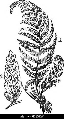 . La classe d'analyse-livre de botanique : conçu pour les académies et les étudiants. Les plantes. Fig. 48. et parfois l'objet de contrats et x'aoemose, ou pointe-comme. Sporan- gia 1-loculaire, ouverture diversement, souvent recueillis dans sori, ou des fruits- points, qui se posent par les veines ou les marges de la fronde, et souvent couverte par une indusie ou involucre,.. Fig. 49. Un très grand ofder flowerless diatingaished de plantes, généralement par leur gracefal- gant et formes. L'une des plus belles fougères arborescentes des tropiques est re- pas apprécié" à la fig. 4S, alors que la forme plus humbles des zones tempérées sont illustrées par Asplen Banque D'Images