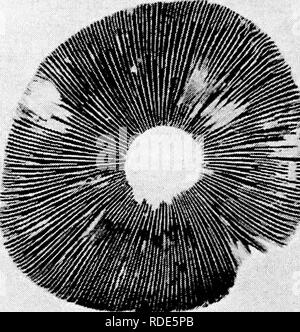 . Fungoid et insectes nuisibles de la ferme. Les ravageurs agricoles. 10 Introduction à l'Ftmgi [CH.. Veuillez noter que ces images sont extraites de la page numérisée des images qui peuvent avoir été retouchées numériquement pour plus de lisibilité - coloration et l'aspect de ces illustrations ne peut pas parfaitement ressembler à l'œuvre originale.. Petherbridge, Frederick Robert. Cambridge University Press : Banque D'Images