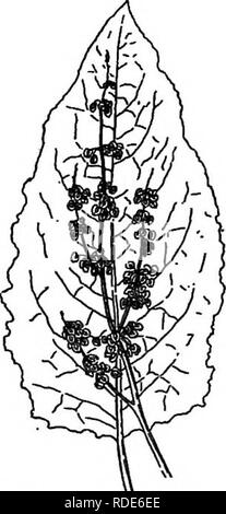 . Amis et ennemis de la ferme agricole : un texte-livre de science agricole . Les ravageurs agricoles ; les insectes utiles ; les insectes nuisibles. Amis et ennemis de la ferme agricole de sarrasin et de plantain famille connaissent le mieux les membres de la famille sont l'oseille, quais, et smartweeds. Ils ont tous de petites fleurs et les akènes triangulaire caractéristique de la famille. Deux espèces de quai sont abondantes et largement distrib- nes les mauvaises herbes. Il s'agit de la patience crépue, Sour Dock, Dock ou jaune, et l'Amer ou Dock Dock à larges feuilles. L'ancien se distingue facilement par ses feuilles gondolées assez étroite. L Banque D'Images