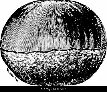 . Guide pour hardy fruitières et ornementales . La culture de fruits. 46 GUIDE DE L'DWYEE. L'arbre à noix, la plantation est devenu très populaire ces derniers temps. Nous avons été d'importer chaque année plus de deux millions de dollars de noix que nous avons appris ces dernières années peut être cultivé aussi bien dans notre propre pays. L'arbre devrait être planté, taillés et cultivées de la même manière que nous traitons nos arbres fruitiers. Variétés comme le parangon et châtaignes Numbo entrera en supporter la deuxième année après avoir été plantées, Le fruit est très grand et ol la meilleure qualité. Le Châtaignier, noyer et Hickories devraient être plantés twe Banque D'Images