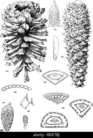 . Le genre Pinus . Le pin. XXVIII de la plaque. P. palustris (242-246), occidentalis (247-249). Veuillez noter que ces images sont extraites de la page numérisée des images qui peuvent avoir été retouchées numériquement pour plus de lisibilité - coloration et l'aspect de ces illustrations ne peut pas parfaitement ressembler à l'œuvre originale.. Shaw, George Russell, b. 1848. Cambridge : Appuyez sur Riverside Banque D'Images