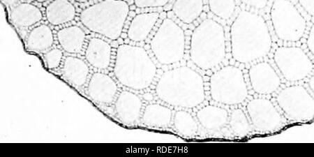 . Photomicrographies de études botaniques. La photomicrographie. Plintoiiiicroi rnphs Botiniiciil Sfmlli^d s 3344.--T.S. Hippuris vulgaris " souches", la mare-tail (aquatique). ^,S  Vi Â" " V'épiderme. ,'- ^^* ai â w'^^^- v' "k 'â â ^1. tissu cortical. Phloème de l'ensemble. Bois (xylème). Axe central. 45, "L.S. Hippuris vulgaris, "souches", la mare-queue. Veuillez noter que ces images sont extraites de la page numérisée des images qui peuvent avoir été retouchées numériquement pour plus de lisibilité - coloration et l'aspect de ces illustrations ne peut pas parfaitement ressembler à l'œuvre originale. Banque D'Images