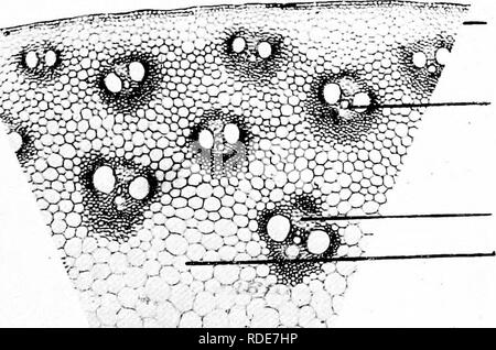. Photomicrographies de études botaniques. La photomicrographie. Cortex. Bndodermis. Des éléments en bois. Moelle. Les racines secondaires 39. T.S. Des souches ' Zea mais " blé d'Inde.  :^-'&gt ;',' -&gt ; //'â â¢- V tissu épidermique. Faisceau vasculaire. Phloème de l'ensemble. La masse principale des tissus. De la gaine périvasculaire, l-'itted navires. Navires annulaire. -0'C. Veuillez noter que ces images sont extraites de la page numérisée des images qui peuvent avoir été retouchées numériquement pour plus de lisibilité - coloration et l'aspect de ces illustrations ne peut pas parfaitement ressembler à l'œuvre originale.. Flatters, Milborne &AMP ; McKechnie Ltd. Manchester : Banque D'Images