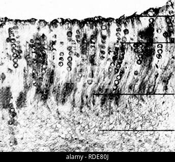 . Photomicrographies de études botaniques. La photomicrographie. Photo/iiicrograplis d'études botaniques. Est 9.âY.S. Les apothécies, Peziza convexula ^ â *** .si. La surface concave de l'usine. Les ascospores dans divers S  % stades de développement. Les paraphyses un. Le mycélium du champignon. ^T-^v :^, , un tissu stérile. 10.âY.S. Thalle de Marchantia polymorpha ". ". Veuillez noter que ces images sont extraites de la page numérisée des images qui peuvent avoir été retouchées numériquement pour plus de lisibilité - coloration et l'aspect de ces illustrations ne peut pas parfaitement ressembler à l'œuvre originale.. Flatters, Milborne &AMP ; M Banque D'Images